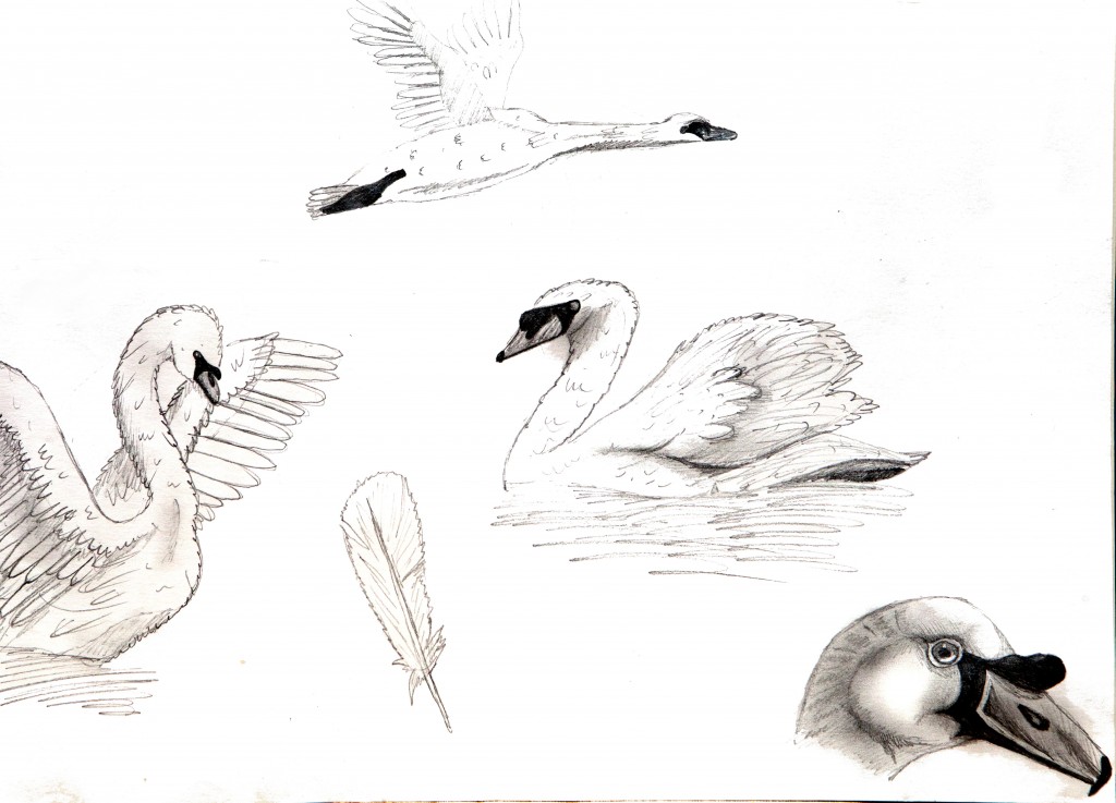 Swans