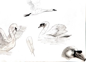 Swans
